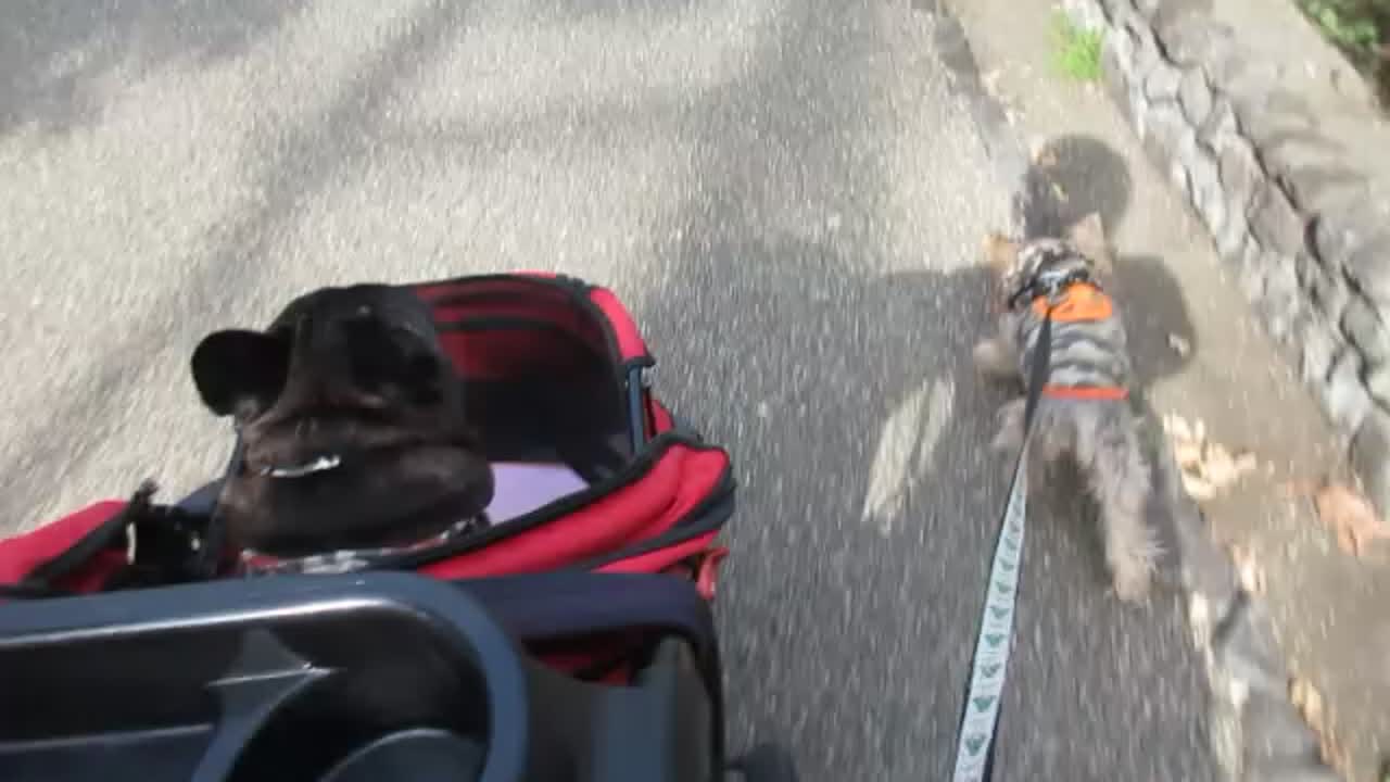 突然道路の真ん中でウン〇が始まる13歳車待たせちゃったよｗ - FC2 Video
