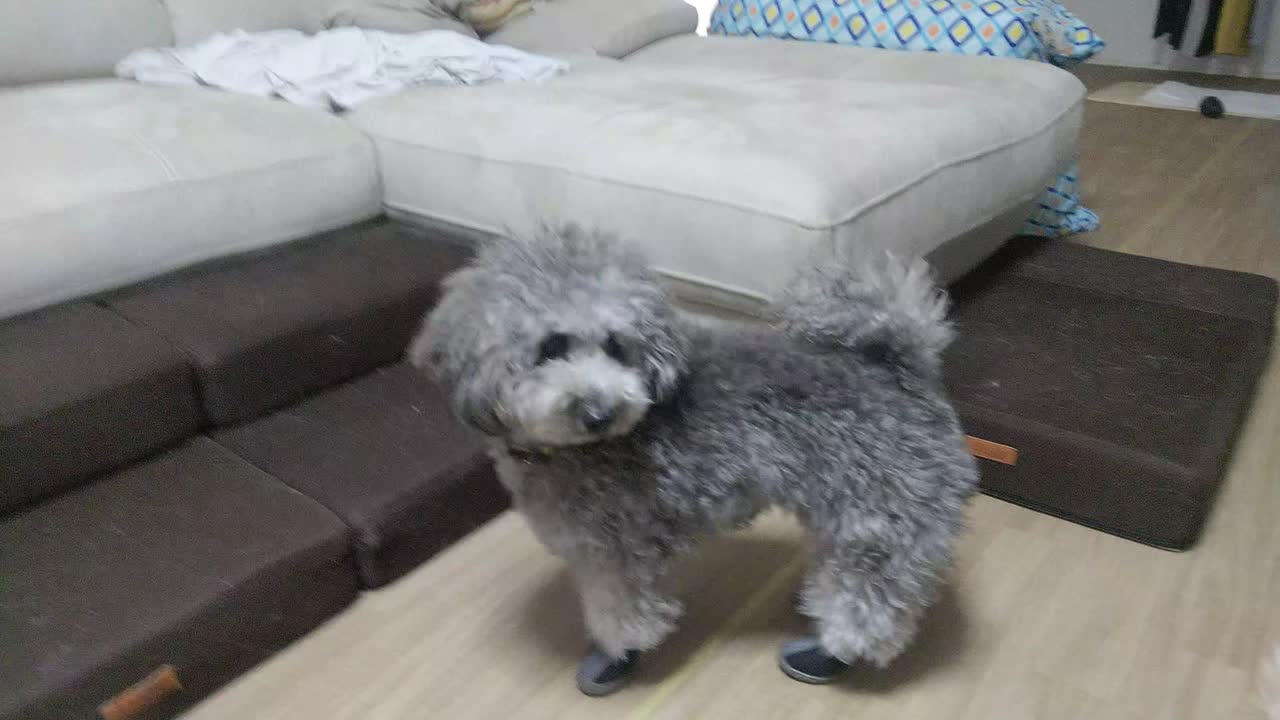 頑張るりーさん